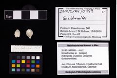 Foto (Objekt + Etikett) von Goniodromites sp.  (NHMW-GEO-2014-0194-0999)
